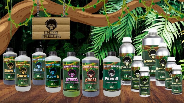 monkey background Website V14 768x432